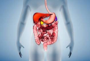 Digestive system with shapein rx semaglutide